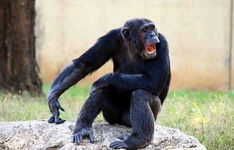 APE, šimpanz, šimpanz, líný, opice, ústa, zívání