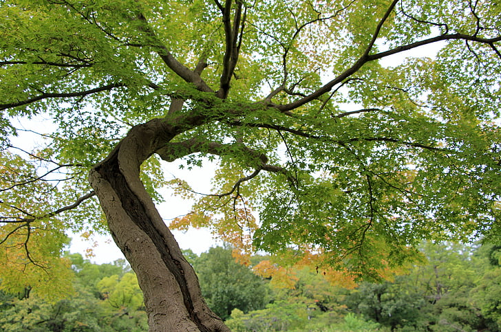 strom, listy, Příroda, větvičky, kmen, život, Woods