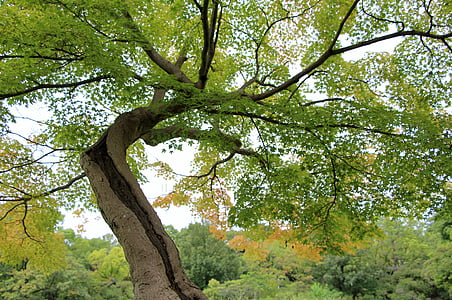 albero, foglie, natura, ramoscelli, tronco, vita, boschi