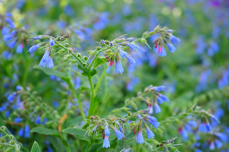 consuelda áspera, flor, azul, Symphytum asperum, Matricaria Cáucaso, raublattgewächs, Boraginaceae