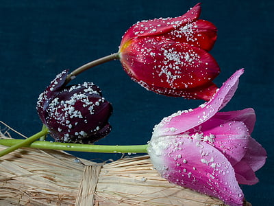 Tulipani, Composizione, fiori, natura morta, perle in ceramica