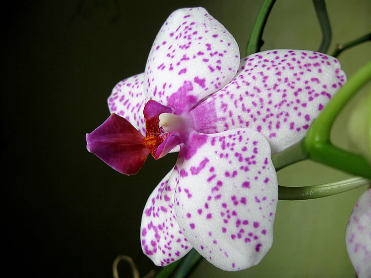 orchid, closeup, oriental flower, blooming