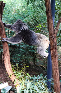Koala, djur, Australien, fauna