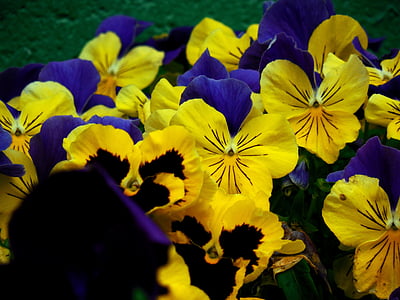 floare, trei fraţi pătaţi, primavara, plante, florale, gradina, violet