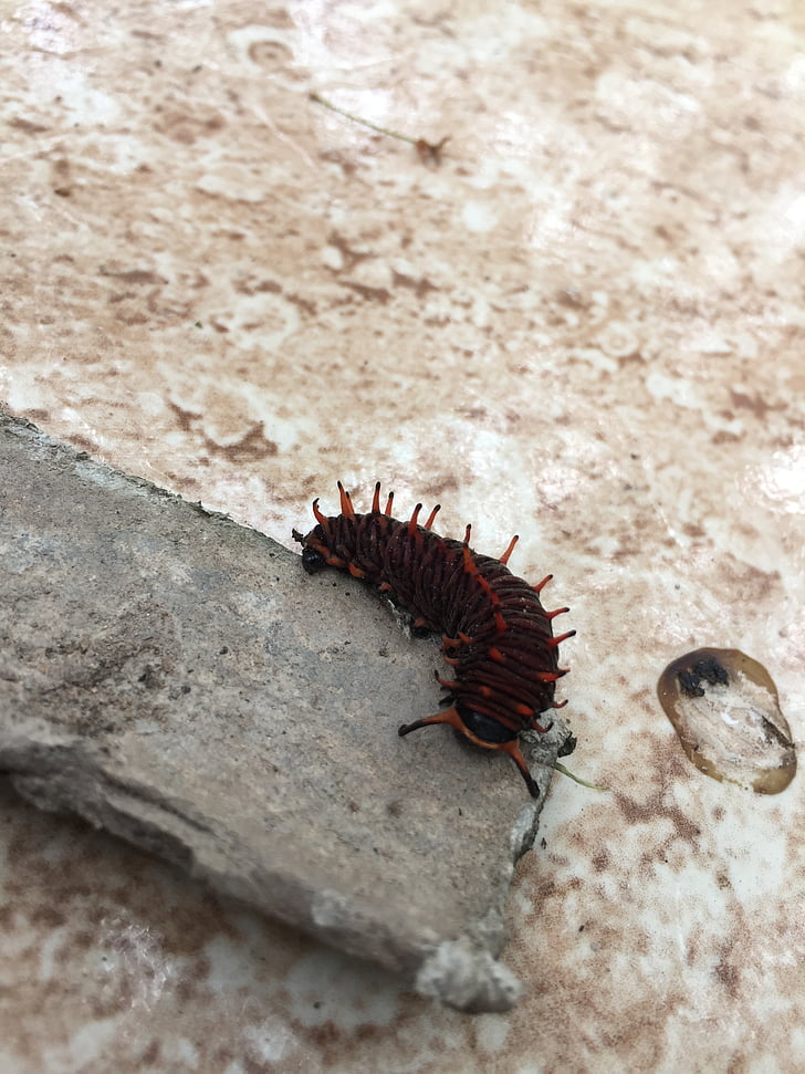 Caterpillar, insetto, bug, natura