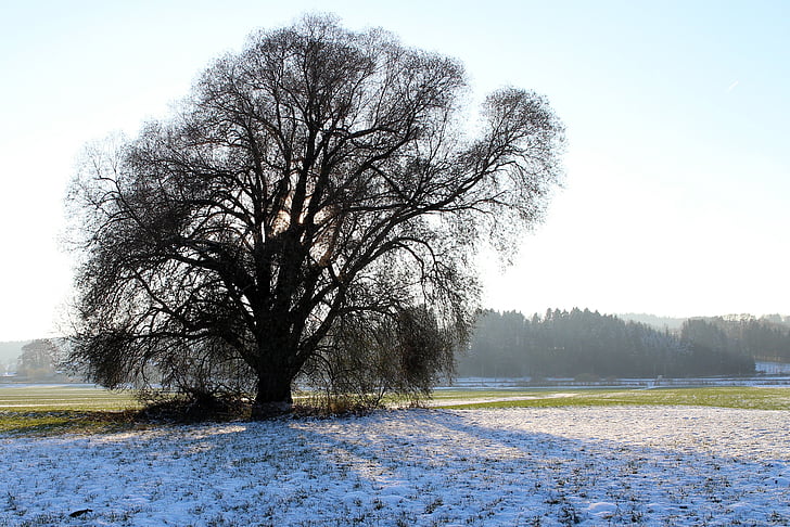 siluet, pohon, musim dingin, cabang, estetika, kembali cahaya, musim dingin