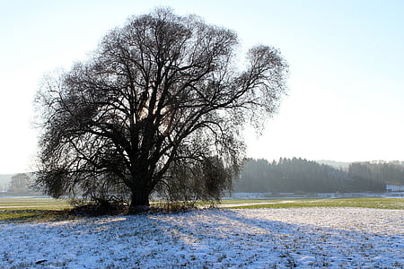 siluets, koks, ziemas, filiāles, estētiskā, gaismu atpakaļ, ziemas