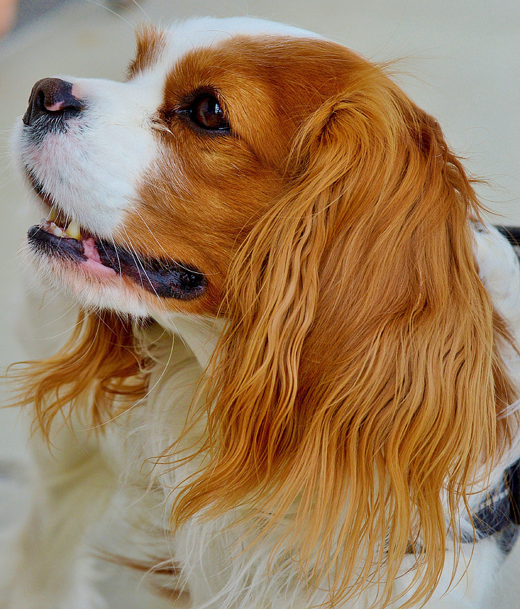 hond, Cavalier king charles-spaniël, grappig, huisdier, dier, bont, bruin