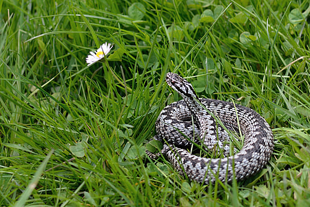 ヘビ, 一般的な毒蛇, vipera berus