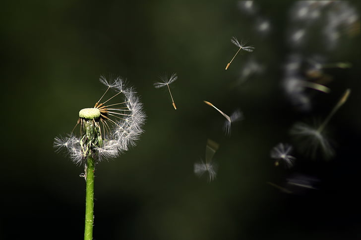 dandelion, floating, flower, nature, flying, growth, wind