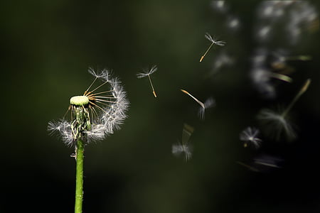 dandelion, floating, flower, nature, flying, growth, wind