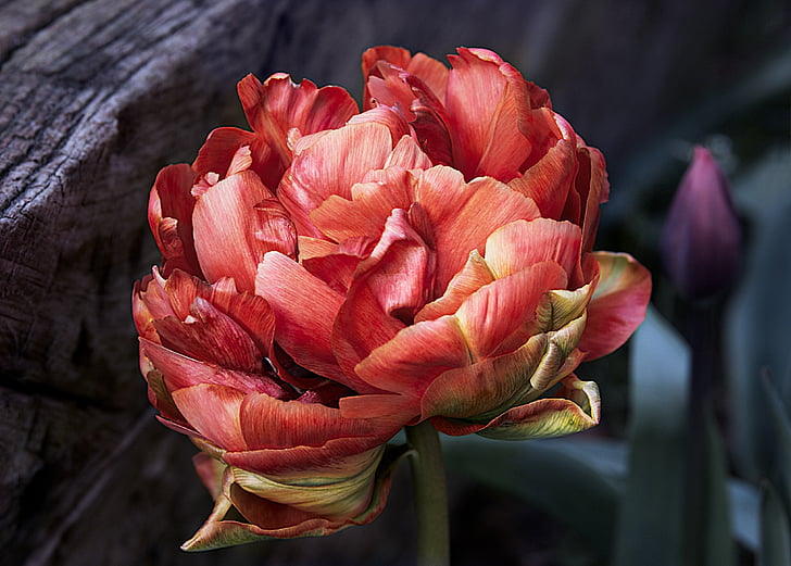 Tulipa, vermell, primavera, natura, flors, flor de prop, vermells tulipes