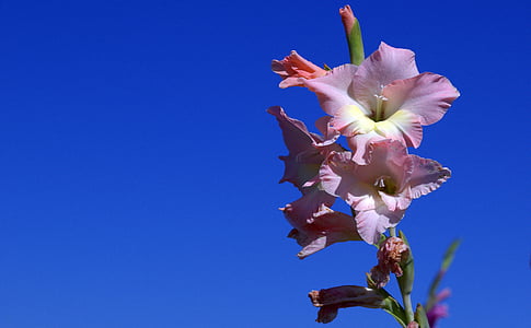 Gladiolen, Iridaceae, violett, Natur, Blütenblatt, Blütenkopf, Blume