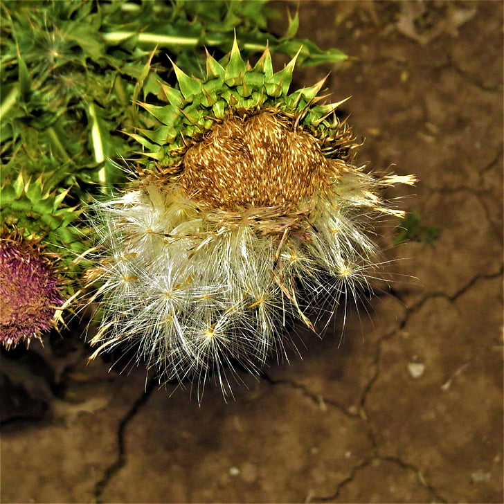 Mariendistel-Samen, Blume, Natur, Wild