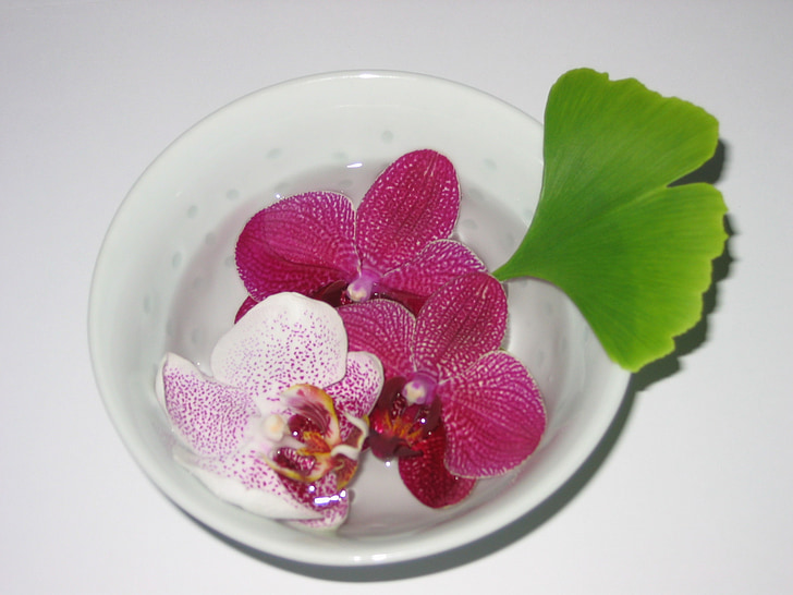 ciotola, orchidea, Gingko, Zen