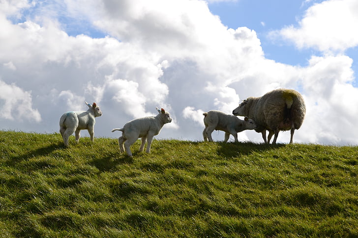 lambaliha, talu, lambad, looma, vill, põllumajandus, lihavõtted lambad