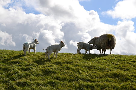lamm, gård, fåren, djur, ull, jordbruk, påsk får
