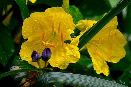 kvet, žltá, Petal, Rosy, kvapky dažďa, Príroda, jar