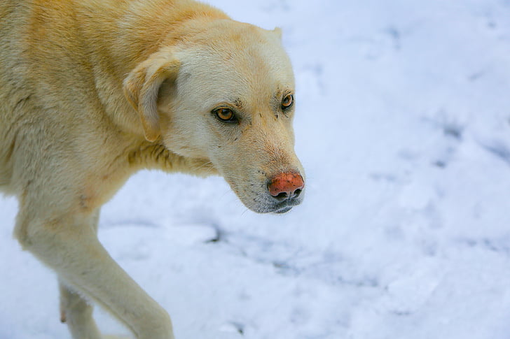 cão, neve, Branco