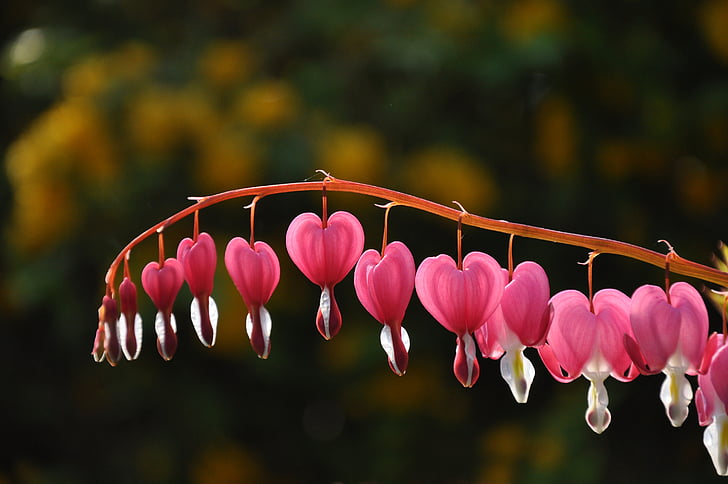 heart of mary, dicentra spectabilis, flower, heart, pink flower, nature, red