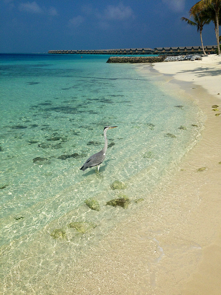 Малдиви, плаж, птица, море, пясък, природата, лято