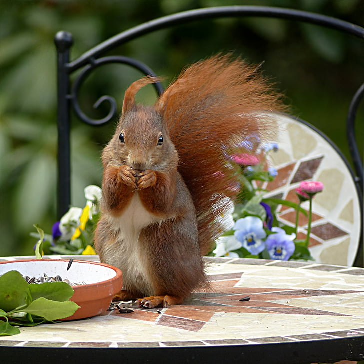 squirrel, rodent, sciuris major vulgaris, foraging, garden, one animal, outdoors