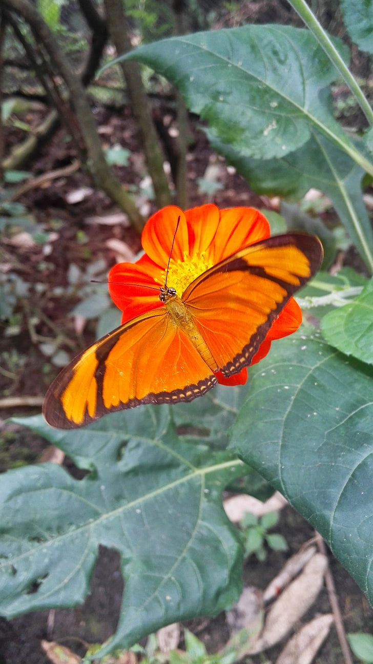 sommerfugl, naturlige, Butterfly garden
