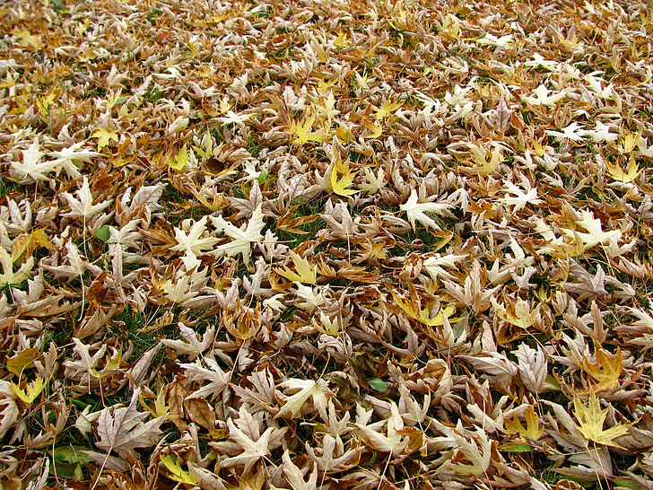 hojas de otoño, otoño, caída, Arce, follaje, Color, otoño dorado