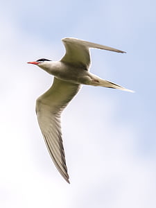 river tern, tern, bird, nature, animal