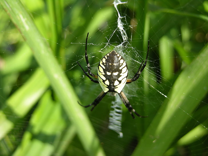 garden spider, spider, web, spiderweb, arachnid, nature, insect