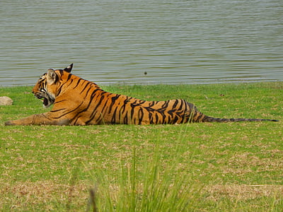 Tiger, divje, živali, proge, prosto živeče živali, narave, sesalec