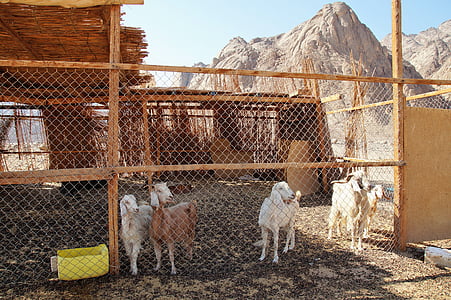 deserto, allevamento, penna, capre, animale domestico, villaggio beduino, sabbia