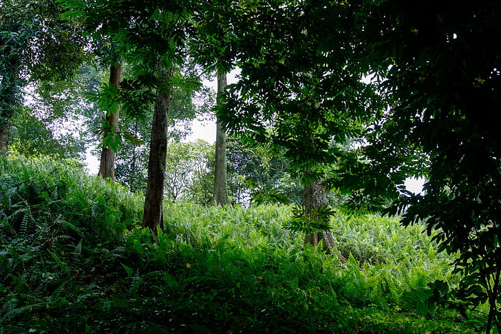green, park, tree, grass, forest, foliage, fresh