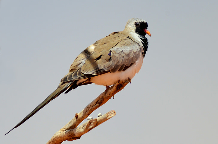 Namaqua dove, Dove, ptak, Natura