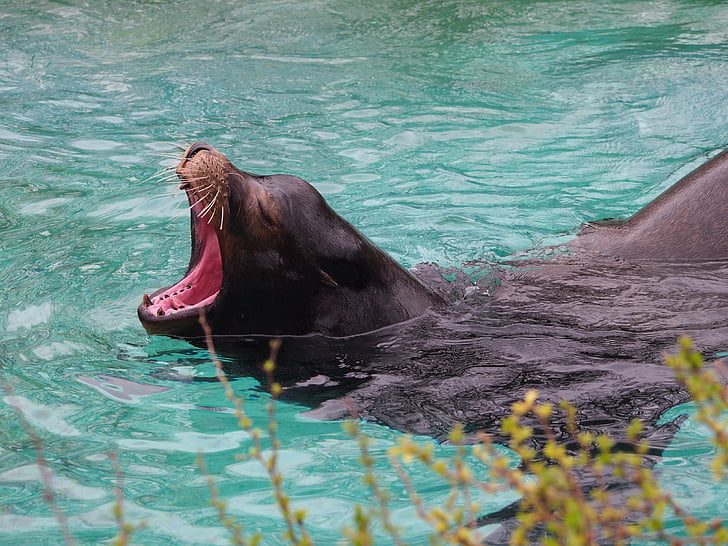 seal, robbe, yawn, mammals, meeresbewohner, water, water creature