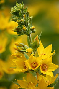 λουλούδι, Κίτρινο, φύση, άνοιξη, πράσινο, το καλοκαίρι, φυτό