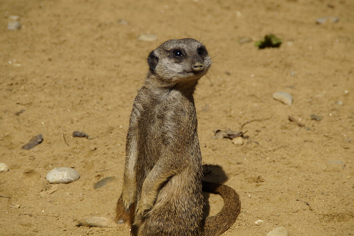 Meerkat, bonito, mundo animal, areia, jardim zoológico, seca, curioso