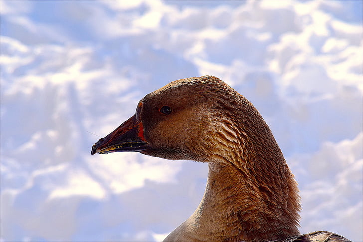 goose, snow, colorful, bright, portrait, close, white