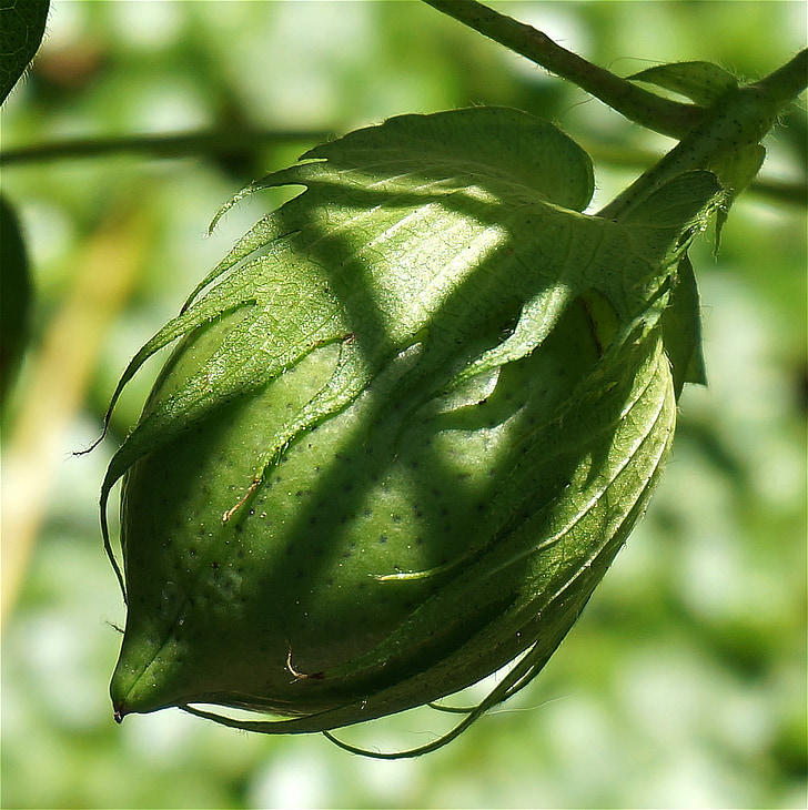boll coton vert, Capsule de coton, coton, semences, plante, vert, nature