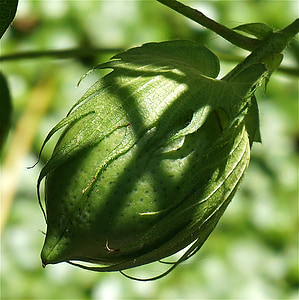 green cotton boll, cotton boll, cotton, seed, plant, green, nature