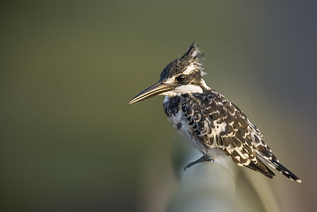 Kingfisher, Alaca, Alaca yalıçapkını, kuş, yaban hayatı, hayvan, açık havada
