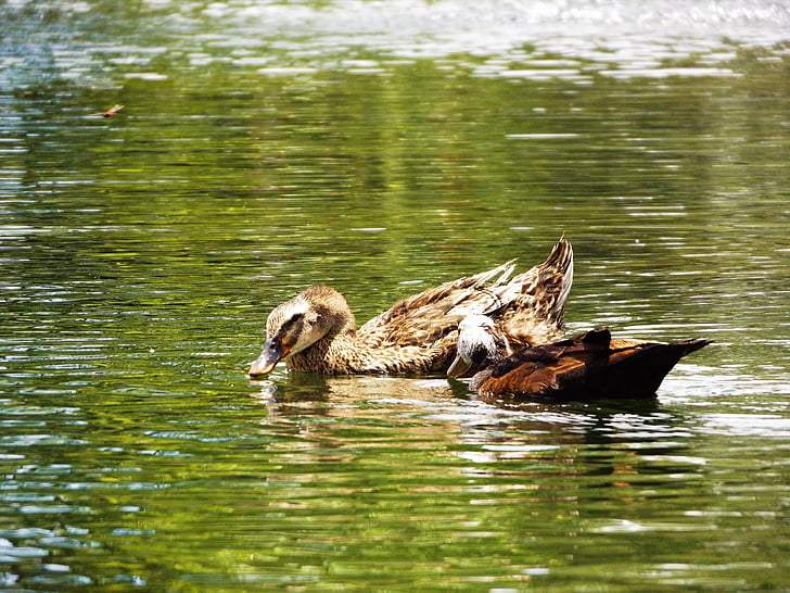 Race, o na, jezero, vrde