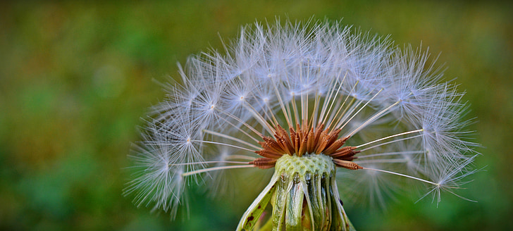 dandelion, flying seeds, flower, nature, plant, pointed flower, wild plant
