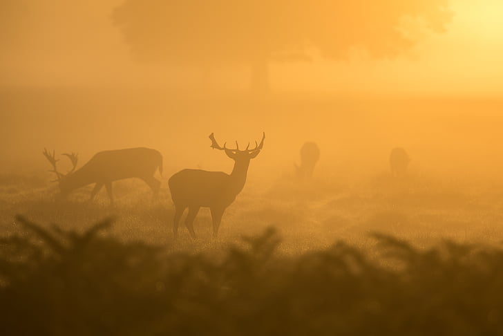 jelen, ranní slunce, volně žijící zvířata, savec, paroh, Wild, pole