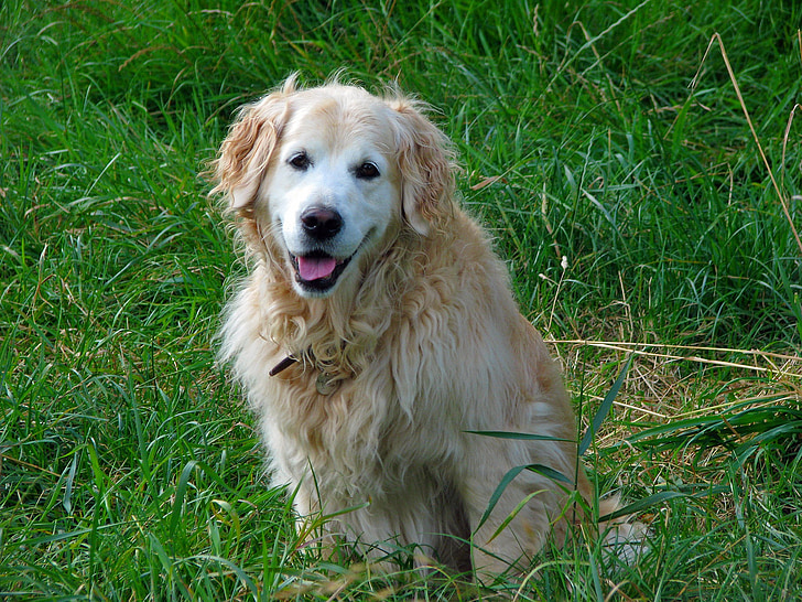 golden retriever, dog, retriever, canine, pet, animal, beautiful