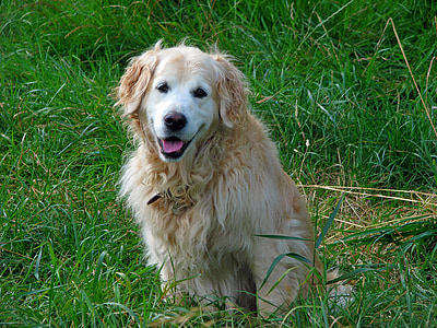 perro perdiguero de oro, perro, Retriever, canino, mascota, animal, hermosa