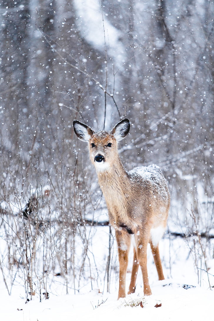 zviera, zvieracie fotografiu, za studena, jeleň, DOE, sneh, voľne žijúcich živočíchov