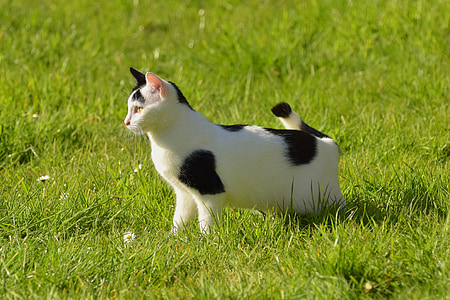 con mèo, Sân vườn, Thiên nhiên, mùa xuân, mèo trong nước, cỏ, chú ý