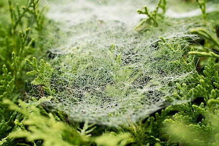 cobweb, dew, drip, nature, network, fog, morgentau