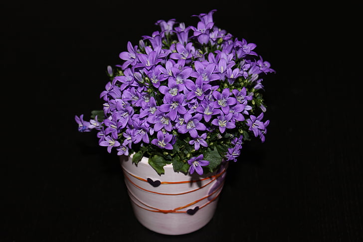 gėlės, violetinė, augalų